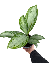Charger l&#39;image dans la galerie, Aglaonema &#39;Silver Bay&#39; - Root Houseplants
