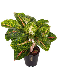 Aglaonema 'Spring Red' - Root Houseplants