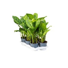Charger l&#39;image dans la galerie, Aglaonema &#39;Stripes&#39; - Root Houseplants
