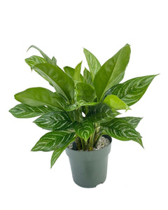 Aglaonema 'Stripes' - Root Houseplants