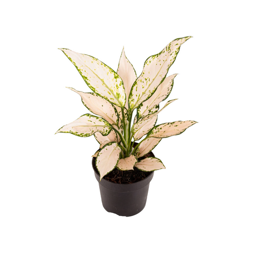Aglaonema 'Vanilla Baby' - Root Houseplants