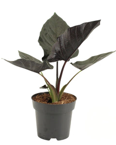 Alocasia 'Antoro Velvet' - Root Houseplants