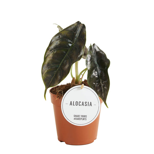 Alocasia azlanii - Root Houseplants