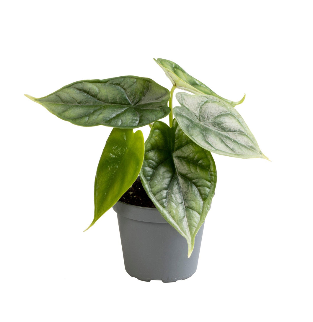Alocasia baginda 'Dragon Scale' - Root Houseplants