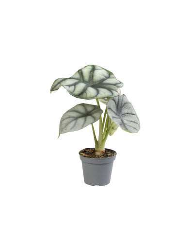 Alocasia baginda 'Silver Dragon' - Root Houseplants