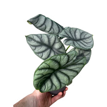 Charger l&#39;image dans la galerie, Alocasia baginda &#39;Silver Dragon&#39; - Root Houseplants
