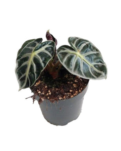 Alocasia 'Balloon Heart' - Root Houseplants