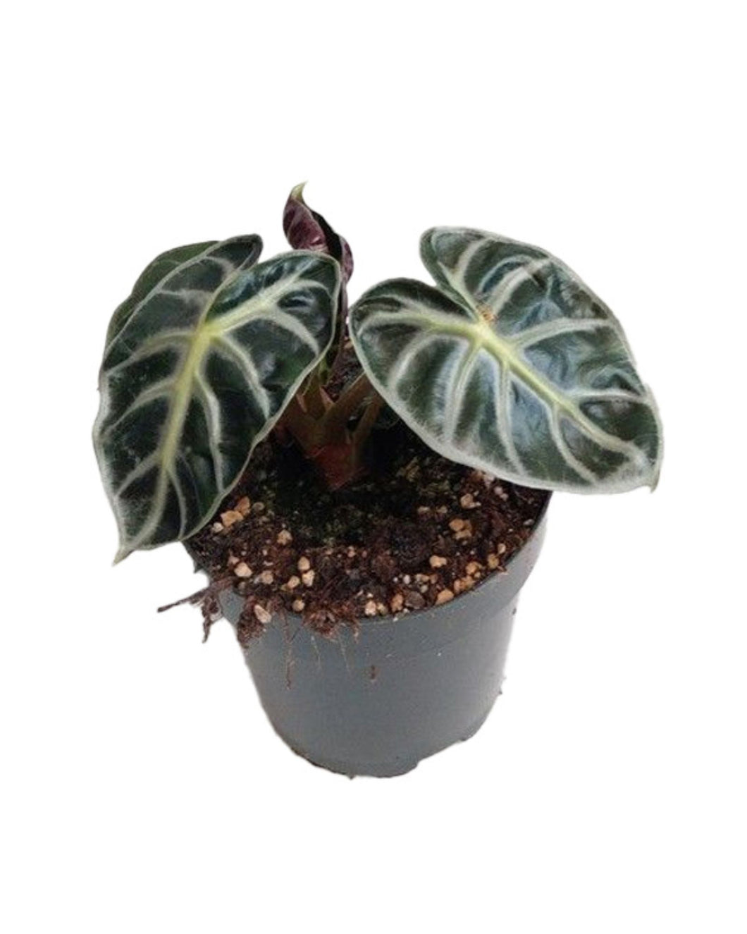 Alocasia 'Balloon Heart' - Root Houseplants