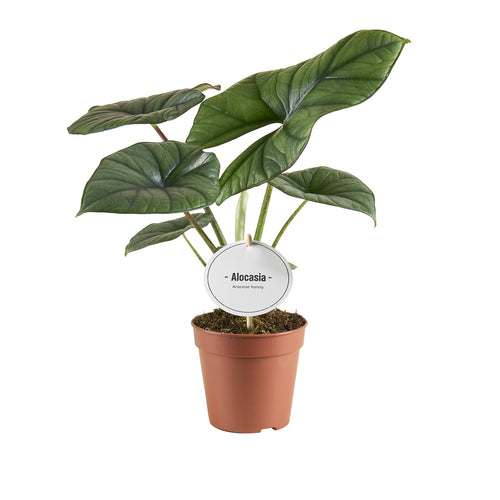 Alocasia 'Bisma Silver' - Root Houseplants