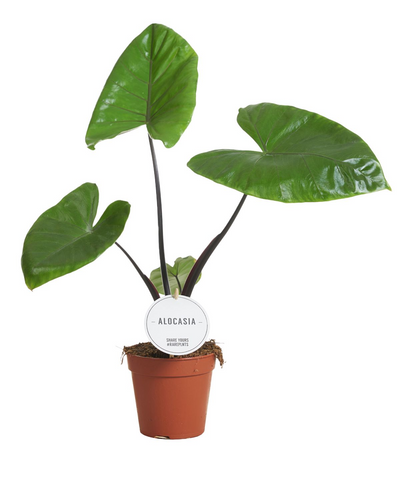 Alocasia Black Stem - Root Houseplants