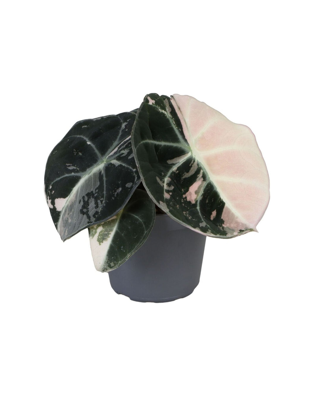 Alocasia 'Black Velvet Pink Albo Variegated' - Root Houseplants
