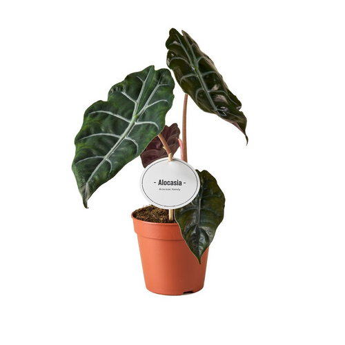 Alocasia Chantrieri - Root Houseplants