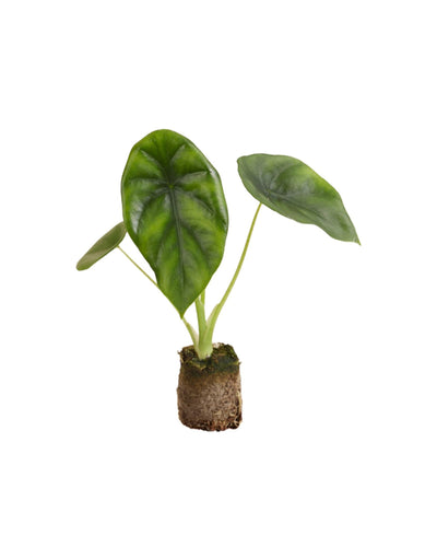 Alocasia clypeolata 'Green Shield' - Root Houseplants