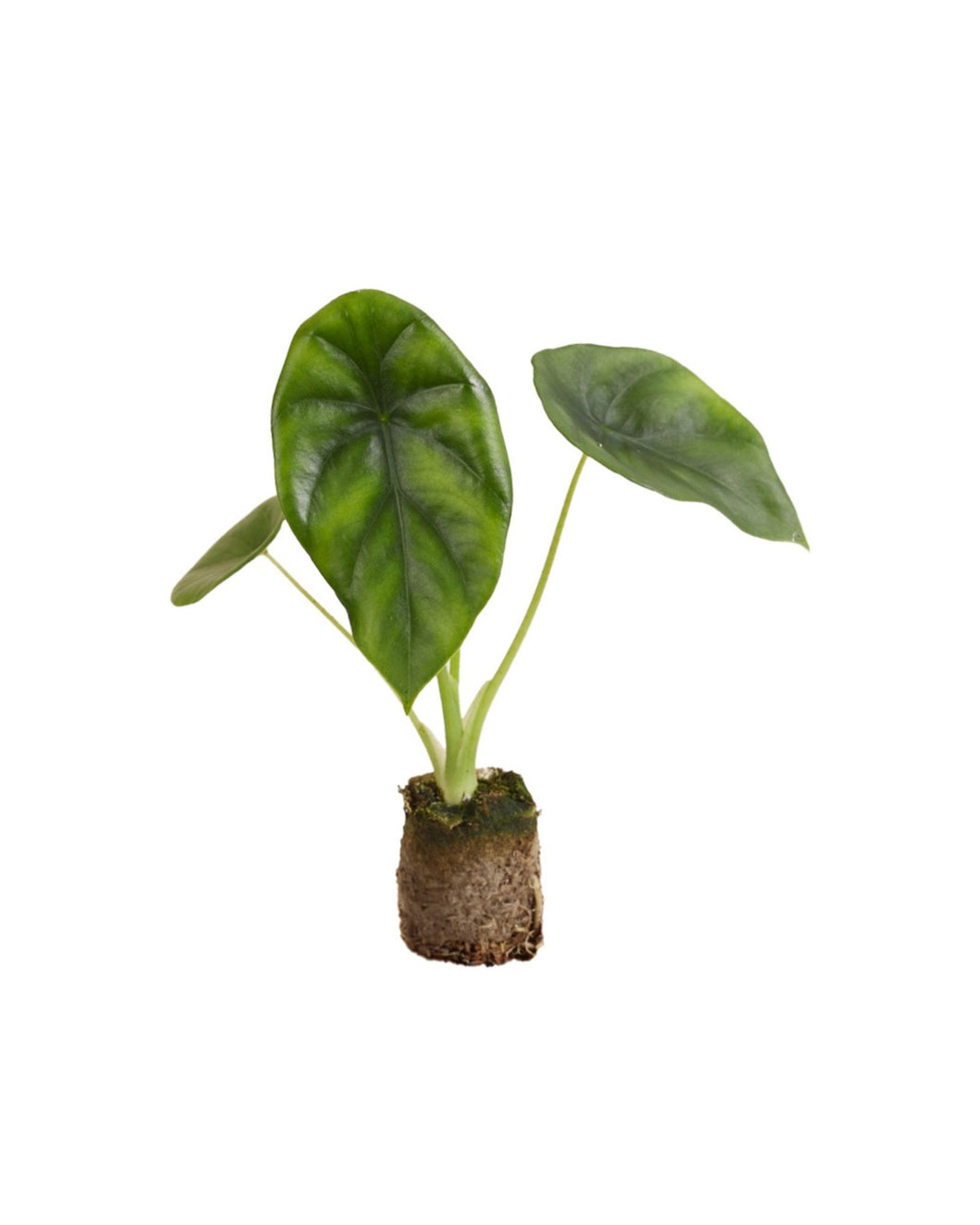 Alocasia clypeolata 'Green Shield' - Root Houseplants