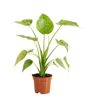 Load image into Gallery viewer, Alocasia cucullata Variegata - Root Houseplants
