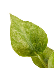 Load image into Gallery viewer, Alocasia cucullata Variegata - Root Houseplants

