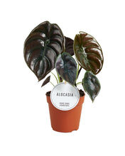 Charger l&#39;image dans la galerie, Alocasia cuprea &#39;Red Secret&#39; - Root Houseplants
