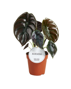 Alocasia cuprea 'Red Secret' - Root Houseplants