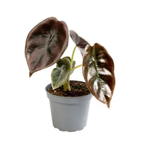 Charger l&#39;image dans la galerie, Alocasia cuprea &#39;Red Secret&#39; - Root Houseplants
