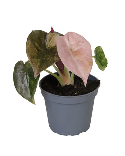 Alocasia cuprea 'Red Secret' Variegated - Root Houseplants
