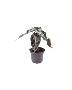 Alocasia 'Curly Bambino' - Root Houseplants