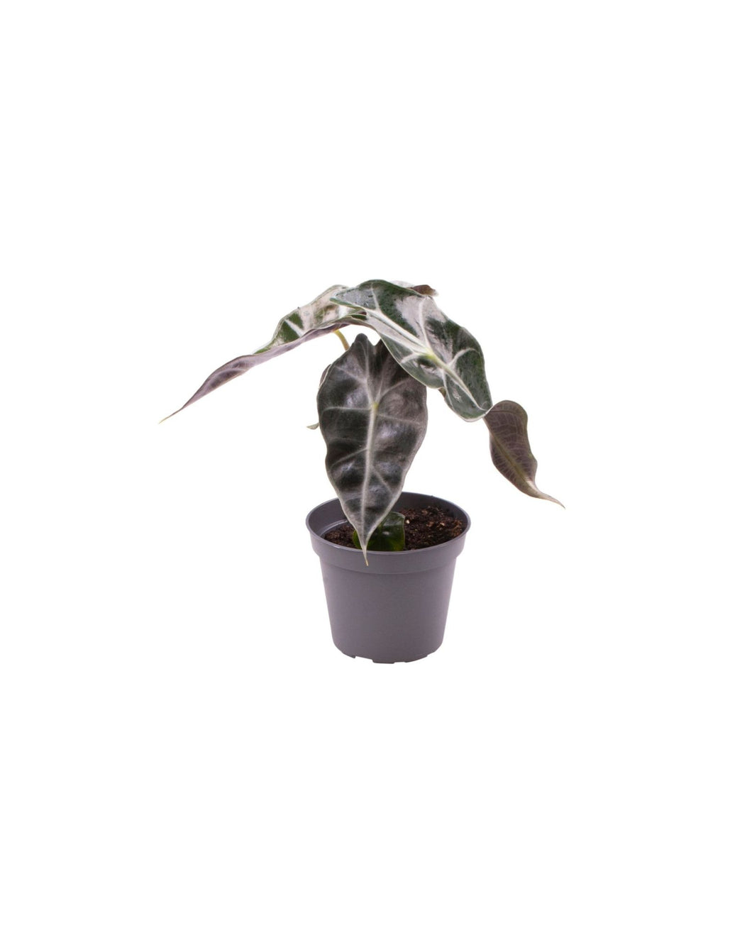 Alocasia 'Curly Bambino' - Root Houseplants