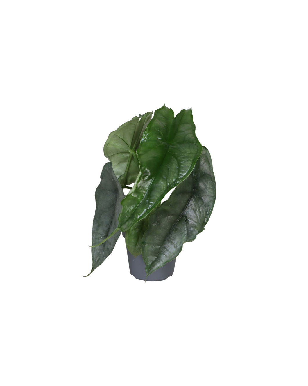 Alocasia 'Dragon Breath' - Root Houseplants