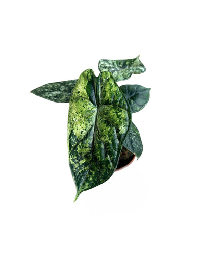 Alocasia 'Dragon Scale' Mint - Root Houseplants