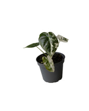 Charger l&#39;image dans la galerie, Alocasia &#39;Frydek&#39; Variegata - Root Houseplants
