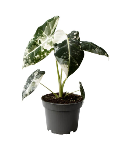 Alocasia 'Frydek' Variegata - Root Houseplants