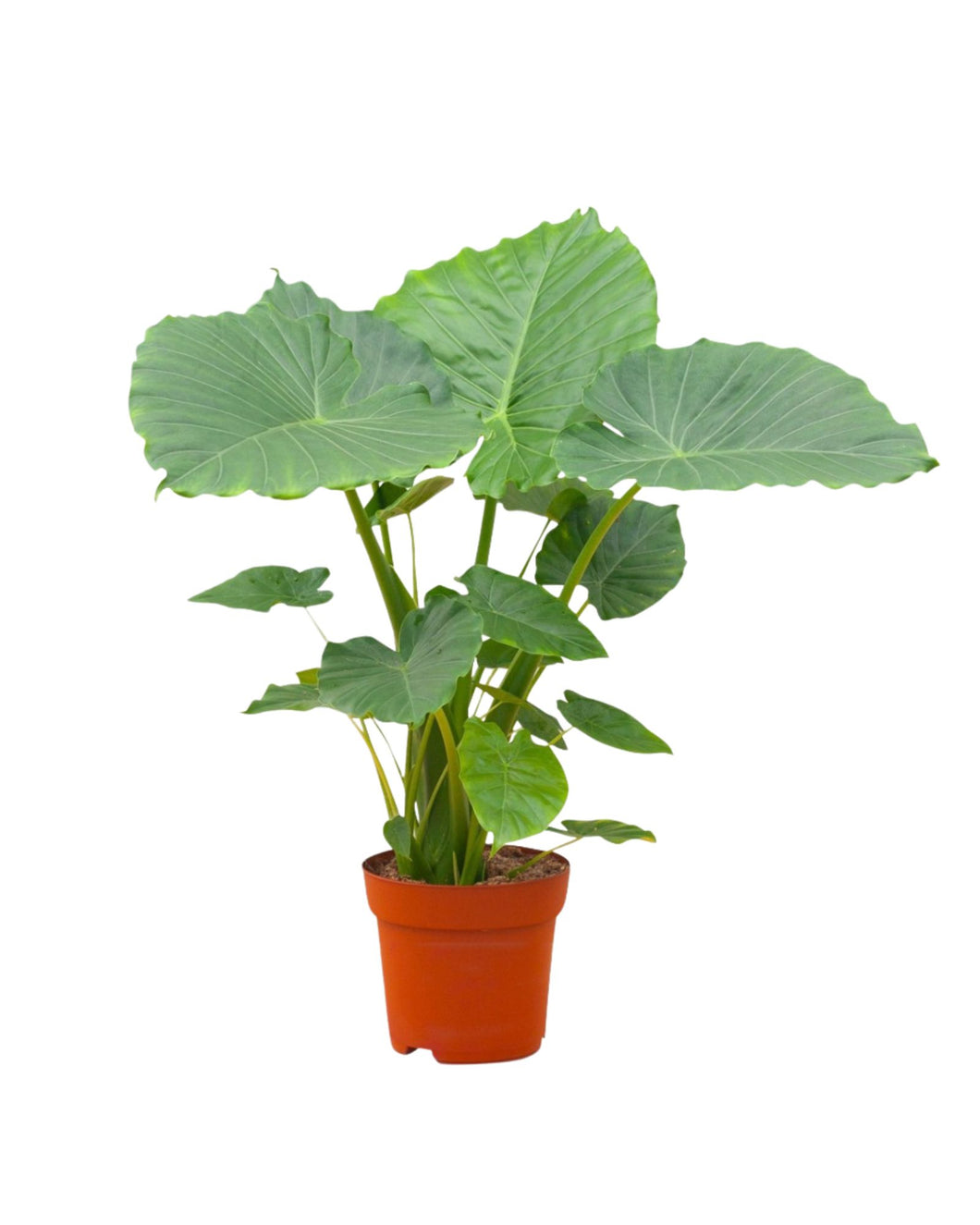 Alocasia gageana - Root Houseplants