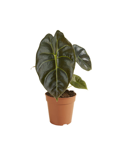 Alocasia 'Golden Bone' - Root Houseplants