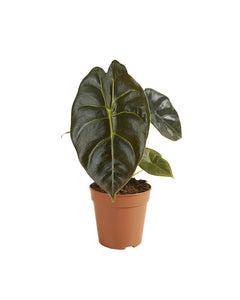 Alocasia 'Golden Bone' - Root Houseplants