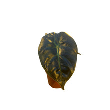 Charger l&#39;image dans la galerie, Alocasia &#39;Golden Bone&#39; - Root Houseplants
