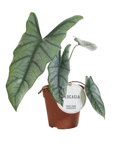 Alocasia heterophylla - Root Houseplants