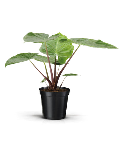 Alocasia 'Imperial Red' - Root Houseplants