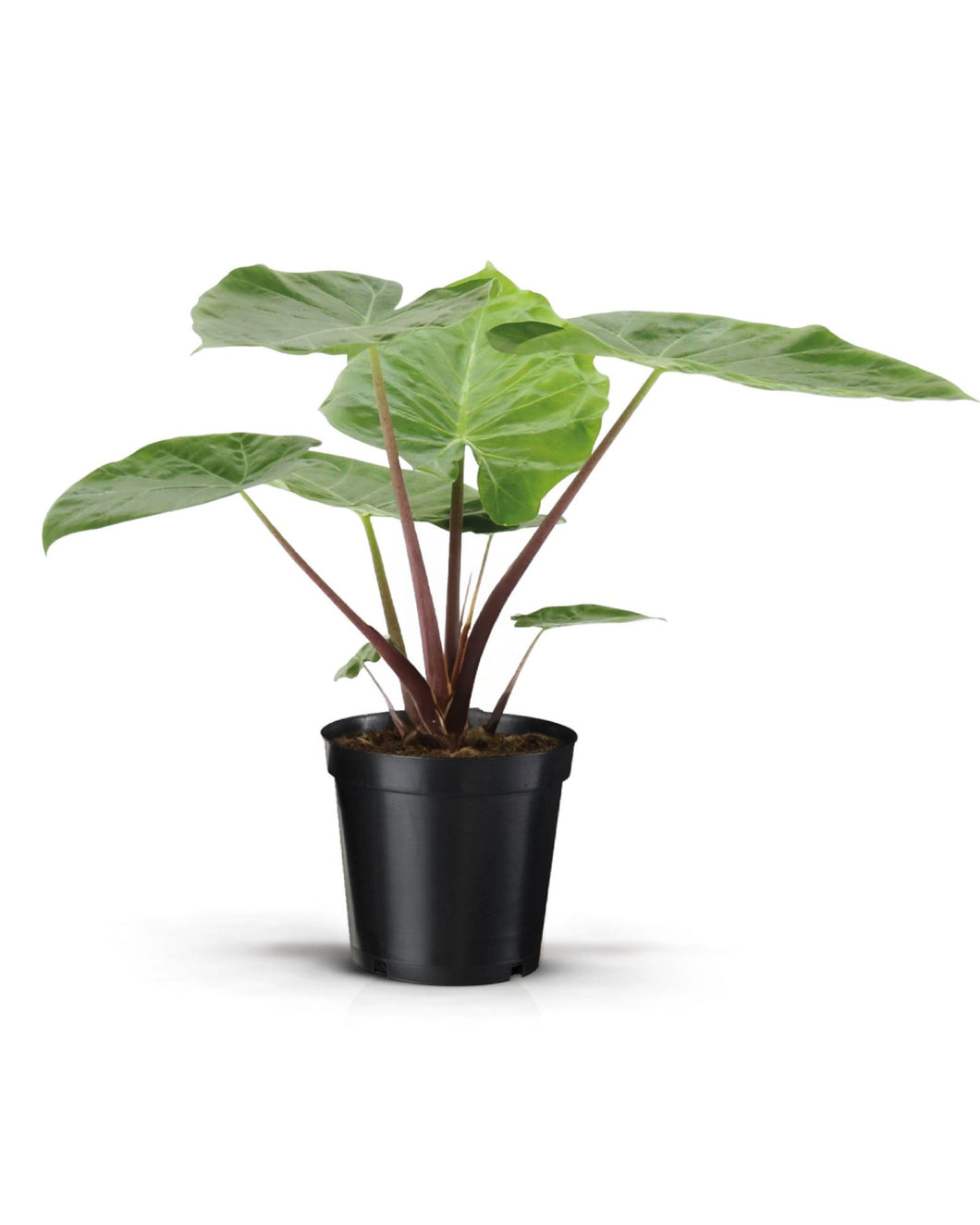 Alocasia 'Imperial Red' - Root Houseplants