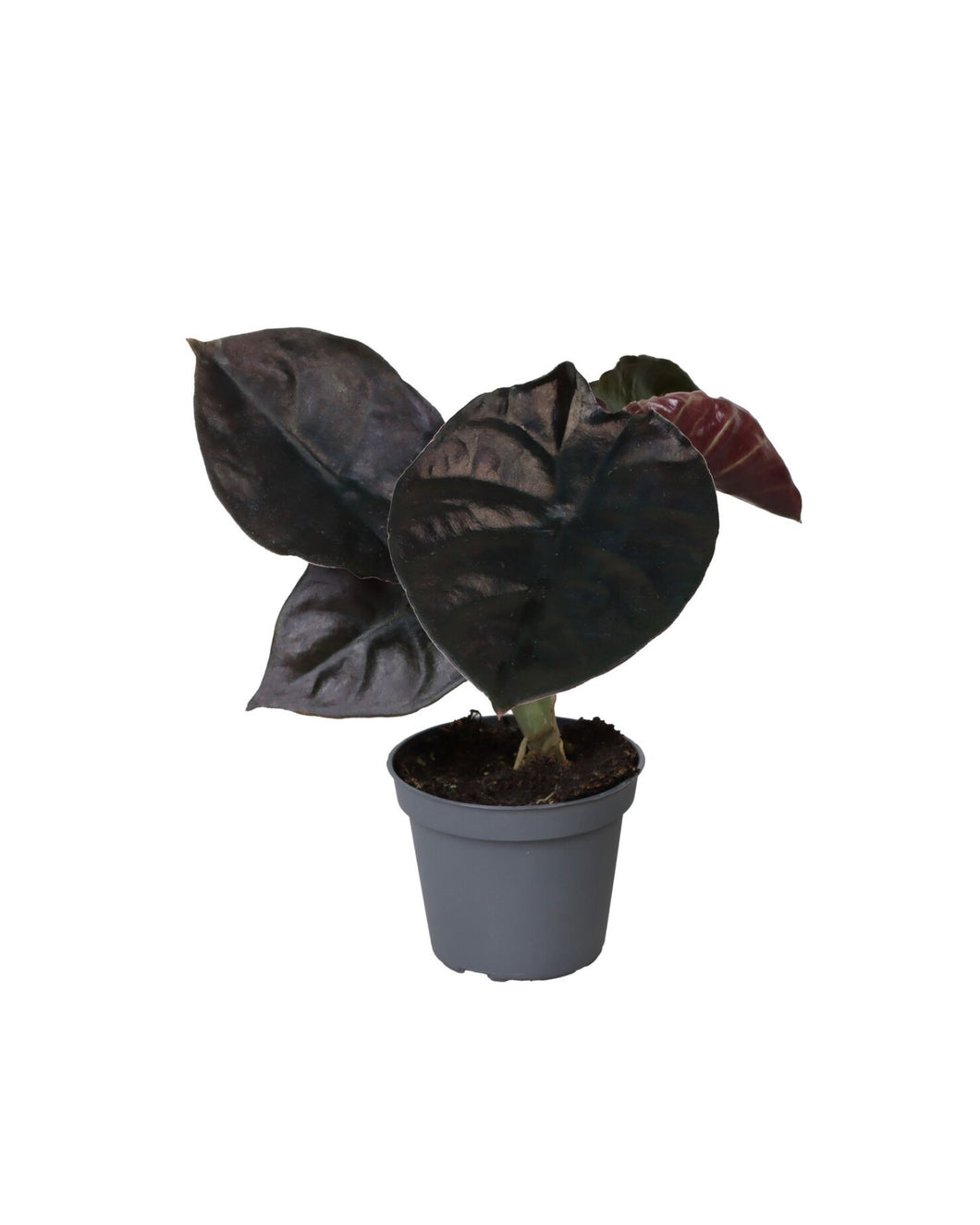 Alocasia infernalis 'Black Magic' - Root Houseplants