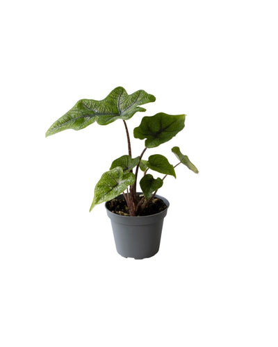 Alocasia Jacklyn - Root Houseplants