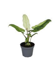 Charger l&#39;image dans la galerie, Alocasia lauterbachiana &#39;Variegata&#39; - Root Houseplants
