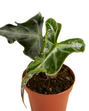 Load image into Gallery viewer, Alocasia &#39;Loco&#39; - Root Houseplants
