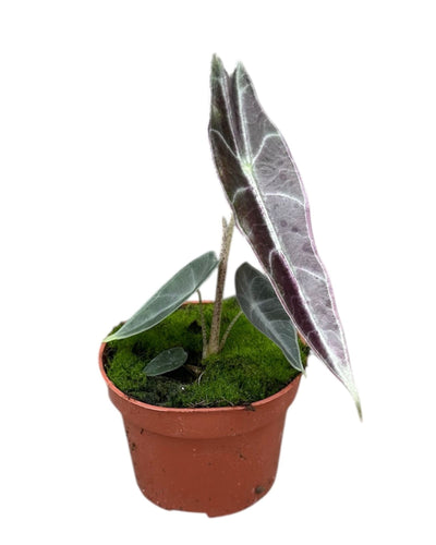 Alocasia longiloba 'Purple' - Root Houseplants
