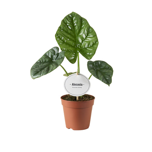 Alocasia 'Lukiwan' - Root Houseplants
