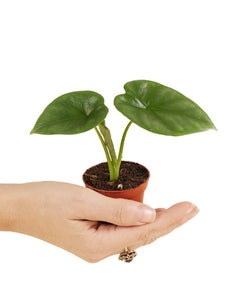 Alocasia 'Lukiwan' - Root Houseplants