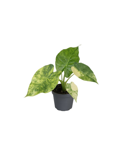 Alocasia macrorrhiza 'Aurea Variegated' - Root Houseplants