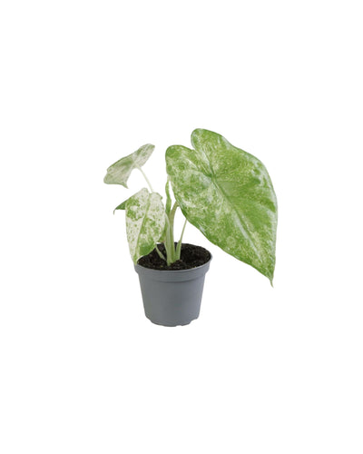 Alocasia macrorrhiza 'Splash Camouflage' - Root Houseplants