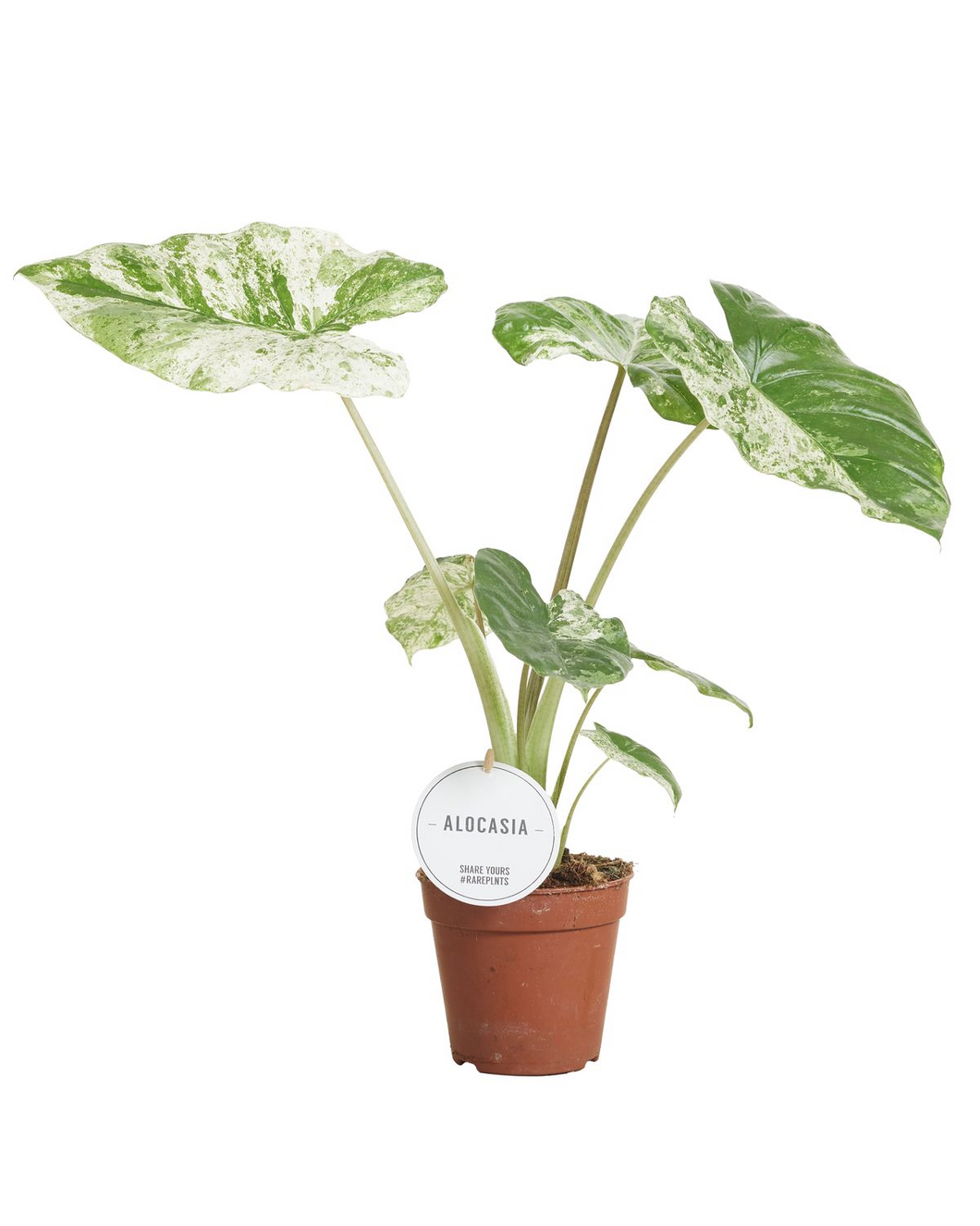 Alocasia macrorrhiza 'Splash Variegated' - Root Houseplants