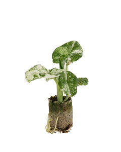 Alocasia macrorrhiza 'Splash Variegated' - Root Houseplants