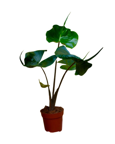 Alocasia macrorrhizos 'Stingray' - Root Houseplants