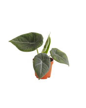 Charger l&#39;image dans la galerie, Alocasia maharani - Root Houseplants
